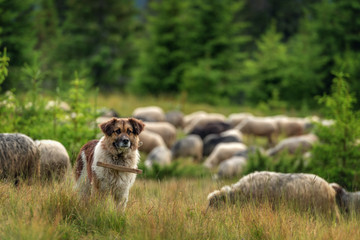 shepherd