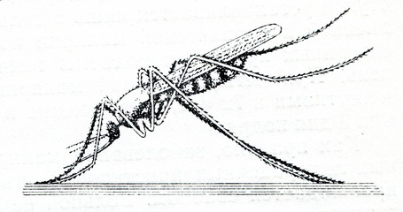 Resting positions of Anopheles mosquito