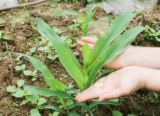 Obraz premium corn leaf