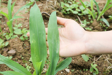  corn leaf