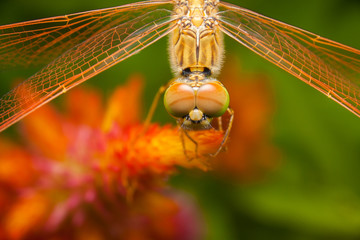 Insects and Flowers