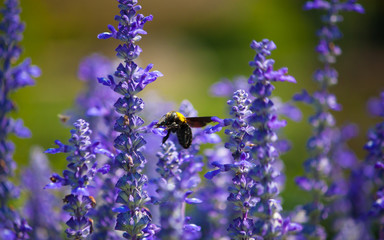 Insect and flower garden