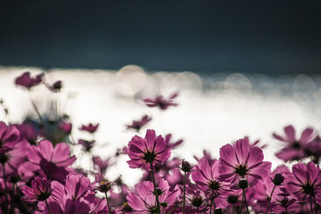 Flowers and bokeh