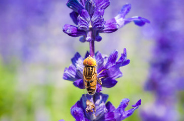 Insects and Flowers