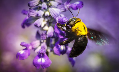 Insect and flower garden