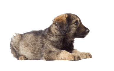 Cute shaggy mutt on a white background