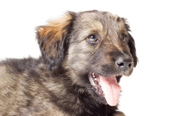 shaggy mongrel on a white background