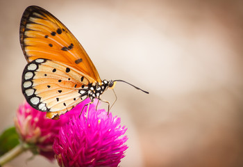 Butterfly on a flower