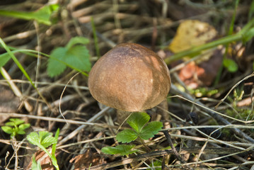 Подберезовик 2014