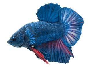 Fototapeta premium beautiful betta splendens isolated on white background