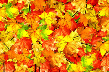 Naklejka na ściany i meble abstract background of autumn leaves of maple