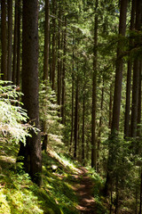 Waldweg