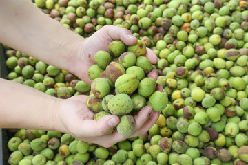 green plum