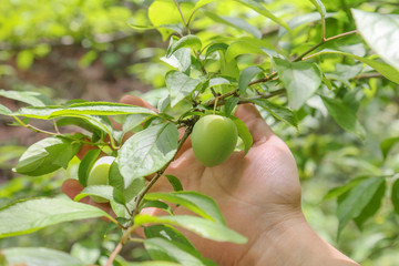 green plum