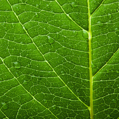 green leaf