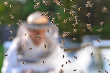 pszczelarz pracujący w pasiece i rój pszczół - obrazy, fototapety, plakaty