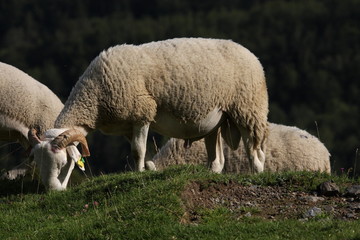 Naklejka na ściany i meble Troupeau de moutons,Pyrénées