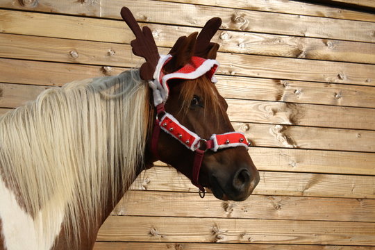 Poney d&eacute;guis&eacute; en renne de No&euml;l