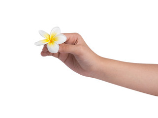 frangipani flower isolated white background