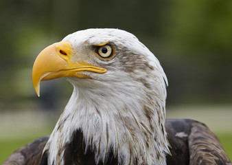 Haliaeetus leucocephalus.American eagle.