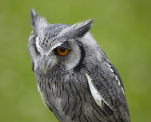 Ptilopsis leucotis.White faced owl.
