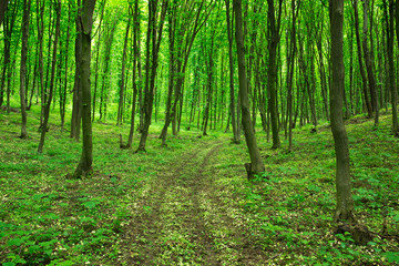 green forest
