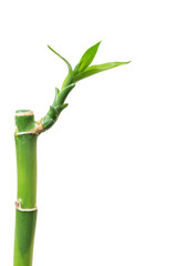 Fototapeta premium Fresh bamboo isolated on white background