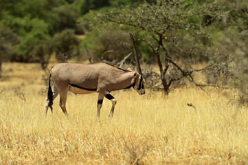 Naklejka na ściany i meble Gemsbok antelope