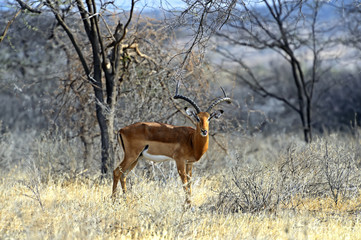 Impala gazelle