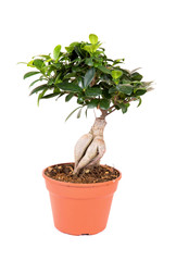 Plant isolated on white