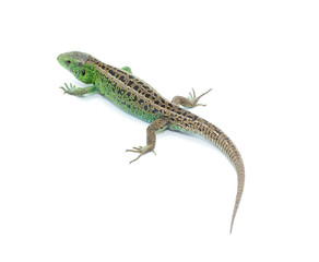 Lizard
