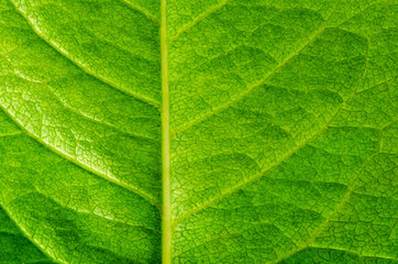 leaf texture