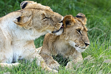 Lion