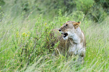 Lion