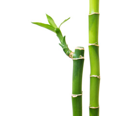 Fototapeta premium Fresh bamboo isolated on white background