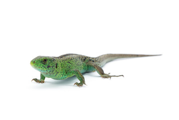 Naklejka premium Lizard