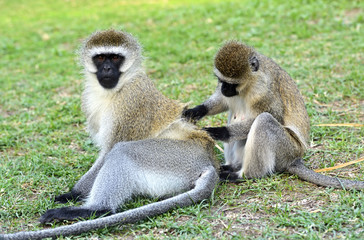 Vervet monkey