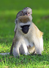 Vervet monkey
