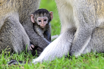 Vervet monkey
