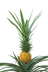 Fototapeta premium ananas