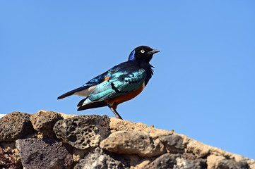 Colorful superb starling