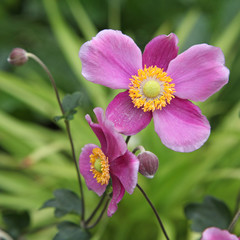 Fototapeta premium anémones du Japon