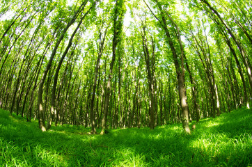 Obraz premium Subtropical forest in Nepal