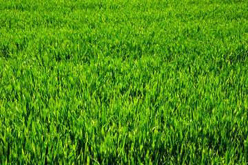 Green lawn for background