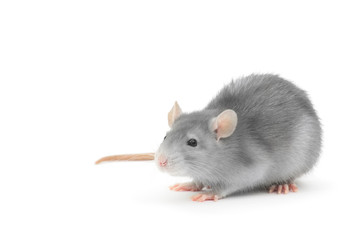 rat isolated on white background