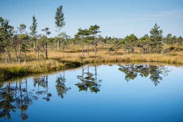 Obraz premium Beautiful tranquil landscape of misty swamp lake