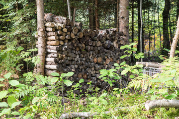 stacked firewood of spruce in the forest