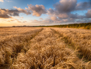 Fototapeta na wymiar Barley Field
