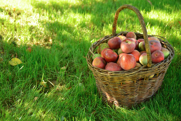 Organic apples in wicker basket on the grass