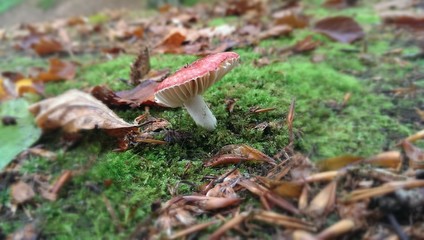 Mushroom